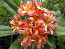 Image result