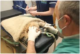 Well pets are happy pets and we're called the well pet hospital for a reason. Animal Pet Dental Care Sligo