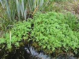 Image result for Oenanthe