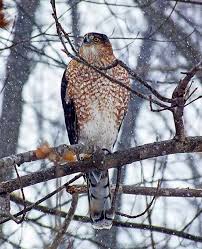 We determined that these pictures can also depict a bird of. 900 Coopers Hawk Ideas In 2021 Cooper S Hawk Hawk Birds Of Prey