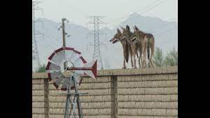 Noel niihashi (新橋 (ニイハシ) のえる, nīhashi noeru) is a witch working for wing bind in reverse london. Compilation Of Coyotes Jumping Fences Youtube