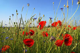 Résultat de recherche d'images pour "le champ de coquelicots"