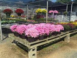 Garden mums are typically the varieties you would plant outdoors in your garden and are hardy in their specific zones. How To Grow Your Best Garden Mum Yet North Carolina Farms Inc