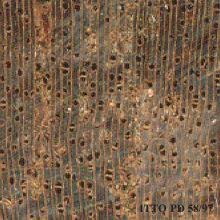 Image result for Carapa procera