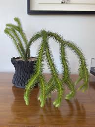 Image result for Huperzia