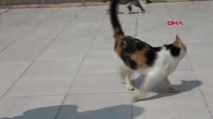 Izmir Engelli Kedi Evi Nde En Cok Yavru Kedi Mamasina Ihtiyac Var Haberler Com Guncel