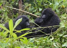 Image result for Vittaria reekmansii