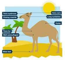 Ks3 Bitesize Geography Extreme Environments Revision Page 8 Animal Adaptations Adaptations Geography