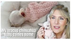 Could Kira be the perfect puppy dog? We think so! 🐶❤️