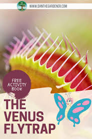 Maybe you would like to learn more about one of these? Venus Fly Trap Video Dan The Gardener Friends