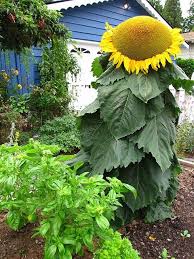 Sunflowers are grown from seed sown directly in the garden after frost. Jumbo Giant Sunflower That 39 S The Name Of The Variety Jumbo Giant Unique Quot Squatty Quot Va Sunflower Garden Giant Sunflower Seeds Giant Sunflower