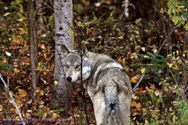 Seems like the bears here are pretty chill; Reintroduction Of The Gray Wolf To New England Debating Science
