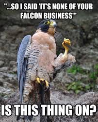 That S So Falcon Funny For The Best Daily Humor Jokes Visit Www Bestfunnyjokes4u Com Lol Funny Cat Pic Funny Birds Animal Captions Funny Captions