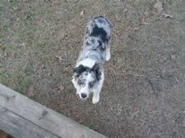 They are high drive, hardy, and healthy. Border Collie Puppies In Louisiana