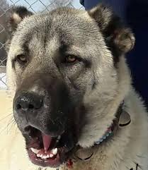 Ali Hoser Adli Kullanicinin Dogs Panosundaki Pin Kangal Kopegi Kopek Evcil Hayvanlar