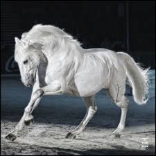 lipizzan majestic animals pretty horses beautiful horses
