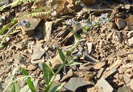 Image result for Cynoglossum lanceolatum