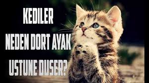 Kediler Neden Dort Ayak Ustune Duser Youtube