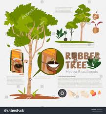 Image result for Hevea brasiliensis