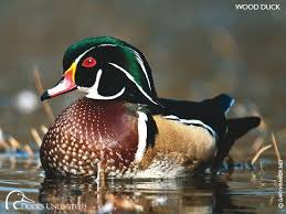 Wood Duck Duck Art Waterfowl Hunting Wood Ducks