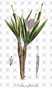 Image result for Xerophyta equisetoides