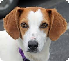 Search for dogs for adoption at shelters near richmond, va. Richmond Va Hound Unknown Type Whippet Mix Meet Indie A Dog For Adoption Dog Adoption Adoptable Beagle Cute Animals