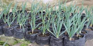 Selain itu, pemberian pupuk juga harus dilakukan. 5 Cara Menanam Daun Bawang Agar Sukses Memberikan Penghasilan Tambahan Dari Rumah Dunia Bisnis Dan Kerja Online