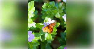 Obituary information for Mary Frances Stokes