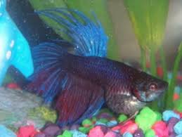 Is My Betta Fish S Stomach Bloated Or Normal Myfishtank Net Forum