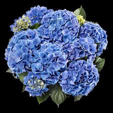 Check spelling or type a new query. Sarena Blue Hydrangea Macrophylla