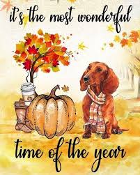 Patrick's day, easter, valentine's day, halloween, thanksgiving and patriotic holidays. Thanksgiving Dachshund Dogs Thanksgiving Dachshunds Happy Thanksgiving Happy Turkey Day Turkey Turkeyday Afflink Dachshund Art Weenie Dogs Dachshund Dog