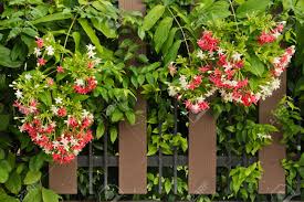 Image result for Quisqualis