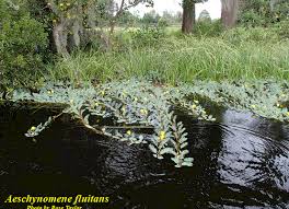 Image result for Aeschynomene afraspera