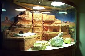 Touch device users, explore by touch or with swipe gestures. 15 Bearded Dragon Backgrounds Ideas Bearded Dragon Bearded Dragon Cage Bearded Dragon Habitat