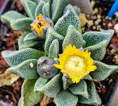 Image result for Nananthus