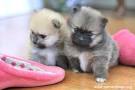 TEACUP POMERANIAN PUPPIES HOME - Available Poms