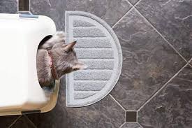 Male Cat Urinary Blockages Causes Symptoms Treatment