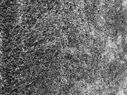 The downside of polyester rugs is that it can pill, shed, and mat in high traffic areas. Polypropylene And Polyester Oh My Different Carpet Types And Benefits Of Each Part 2 Tiger Paws Carpet And Upholstery
