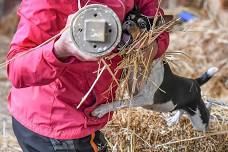 Barn Hunt Association Trials