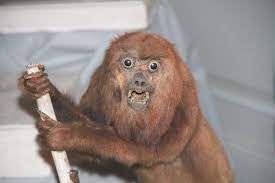 A Gallery Of Badly Stuffed Animals Animals Taxidermy Bad Taxidermy