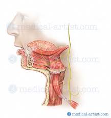 Brain, head and neck, spine: Anatomy Of The Head And Neck Medical Illustrations Showing The Anatomy Of The Face Head And Neck Including Related Muscles