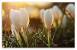 Spring Desktop Wallpaper Widescreen