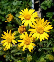 Aster yellows on flowers isn't really caused by a virus at all. Maryland Golden Aster
