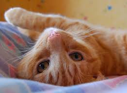 Comel kertas dinding anak kucing via wallpaperhdzone.com. Pin On Lucu Kucing Imut