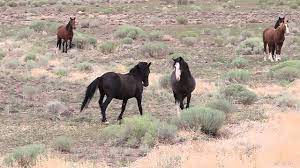 What is the temperament of a mustang? Mustang Stallion Defending His Mares And Foals From Bachelors Youtube