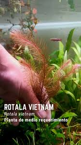 Image result for Rotala fontinalis