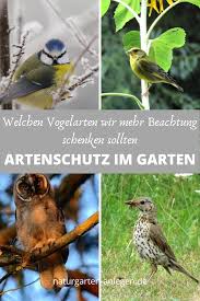 Pin Auf Tipps Fur Mehr Artenvielfalt Im Naturgarten