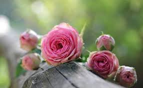 Unfortunately most of the roses will no longer be in bloom. The Most Beautiful Rose Garden All Infos About Roses Best Garden Home And Diy Tips