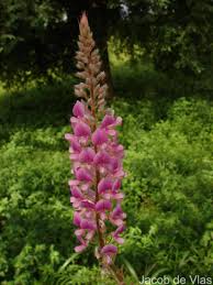 Image result for Uraria picta