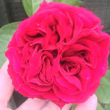 Check spelling or type a new query. Rosa Thomas A Becket Rose Thomas A Becket Uploaded By Sunnyeyes79